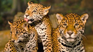 How Vulnerable Jaguar Cubs Survive Fatal Dangers Of The Amazon | EXTREME ANIMAL BABIES | Real Wild