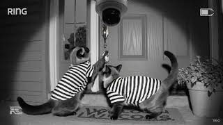 camera caught 2 cats robbing #cats  #catshorts  #funny