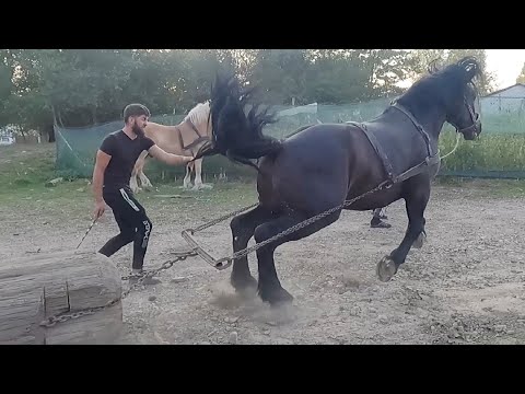 Cai probe de tracțiune cu Armăsarul Țigan campionul dl.Vlad Costel de la Satu Mare 2021