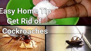 Useful kitchen Tip || How to get Rid of Cockroaches in kitchen cabinets || Natural Home Remedies