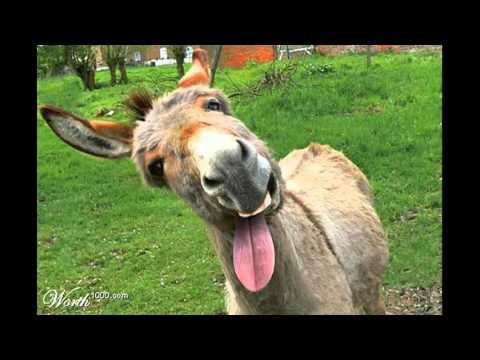 ANDY PEÑA EL BURRO MAÑOSO BY RAUL EL MITICO