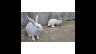 2 baby bunny playing in the roof