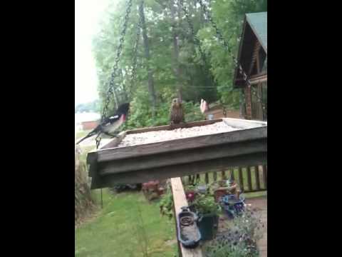 A Rose-Breasted Grosbeak Shows Up in East Texas