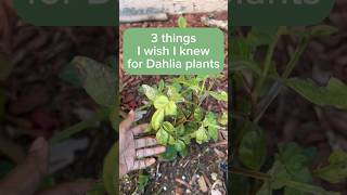 Download lagu Dahlia tubers care mp3 Download lagu Dahlia tubers care mp3