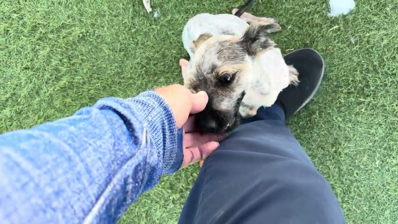 Enlarge Edsel Available 7/10, an adopted mixed breed in Wasco, CA video 5/5