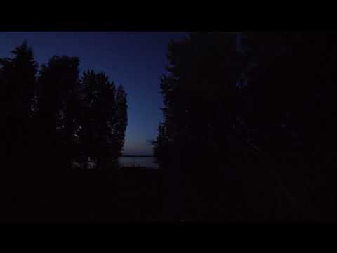 Lepakot iltalennolla Bats flying around