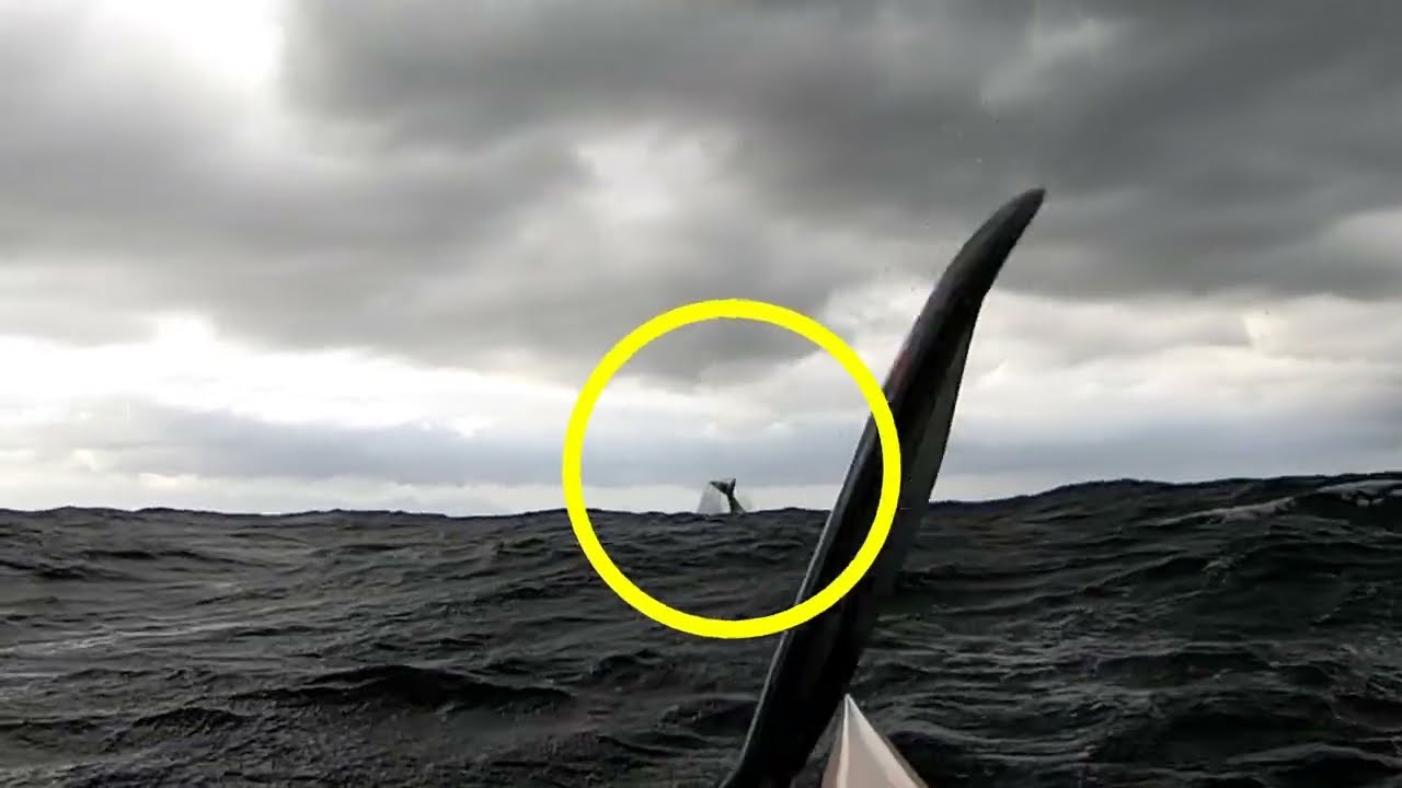 Downwind with a whale!! An ocean experience to remember!