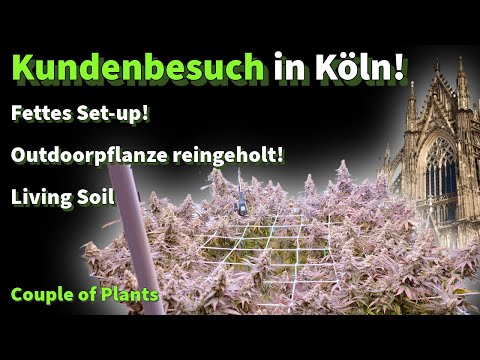 Customer visit in Cologne! An outdoor plant in an indoor setup - Private home grow in Living Soil...