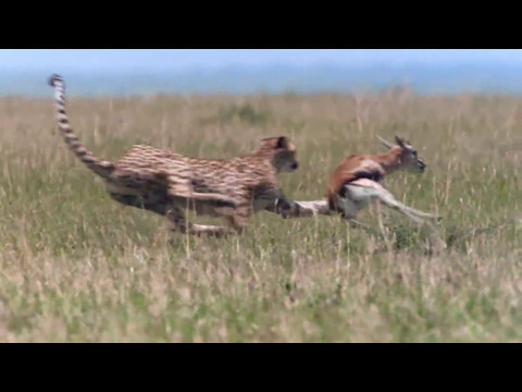 Can it catch up with its prey with the cheetah's speed