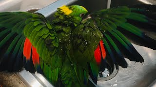 Amazon parrot says “Polly want a cracker”