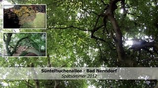 preview picture of video 'Mit dem Multicopter in der Süntelbuchenallee Bad Nenndorf'