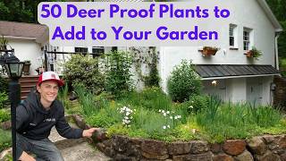 50 DEER RESISTANT Plants for a Deer Proof Garden & What Plants to Avoid