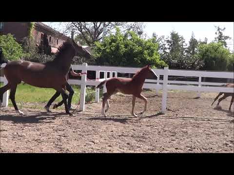 Stutfohlen von Benicio - Quaterback