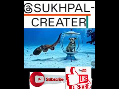 DOG IN HEAVEN # @Sukhpal-Creater