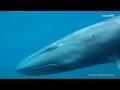 First Footage Of Rare Omura S Whale Taken