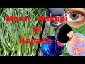 Maroi Nakupi Yenum Nakupi Gi Kanaba Chinese Garlic Chive Ranjitatuber5491