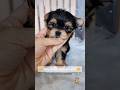 Morkie dogs for sale: Korean Tala - Video 1