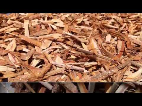Image Result For Bajakah Image Result For Bajakah
