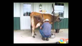 How To Milk A Cow | Portable Milking Systems
