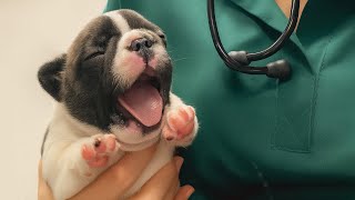 Adorable Dogs Trusting The Vet With All His Tiny Heart 🤣 Funniest Puppies Reaction!