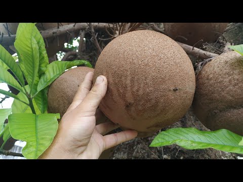 The huge Cannonball fruit (Couroupita guianensis)