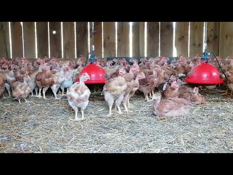 Le poulet de 1 à 120 jours, à la Ferme (bio) de Laruscade, en Haute Gironde.Seb Darsy/Sud Ouest