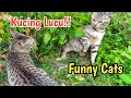Video Kucing Lucu Funny Cats Selesai Kawin Cakar Cakaran