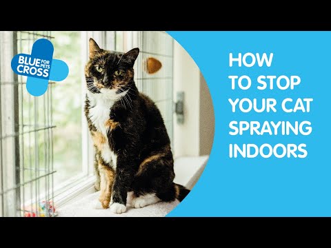 How To Stop Your Cat Spraying Indoors | Blue Cross