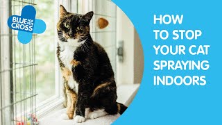 How To Stop Your Cat Spraying Indoors | Blue Cross