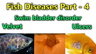 4.FIsh Diseases Swim Bladder Disorder, Ulcers, Velvet மீனிற்கு வரும் நோய்கள்.. / Fish Aquarium Tamil