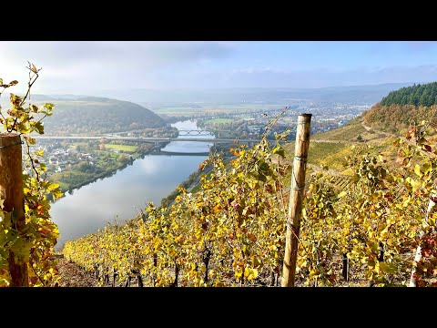 Wandelen langs de Moezel - Moselsteig etappe 6 - Schweich-Mehring