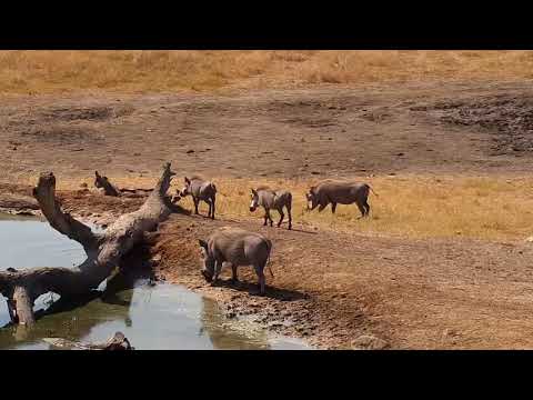 Djuma: Warthog-family of two adults and two young - 12:20 - 07/28/19