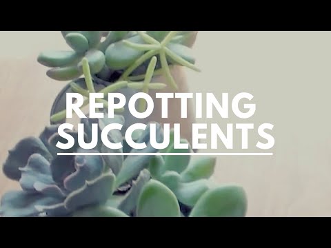 Repotting and arranging succulents and update on my flowering echeveria