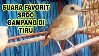 Download lagu di sukai srdc manapun.! srdc ngeplong gacor, sikatan rimba Dada coklat鸟声 mp3