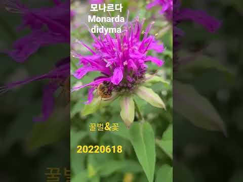 , title : '모나르다 (Monarda didyma)'