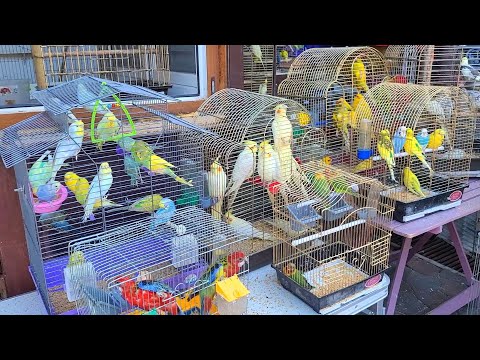 Собачий Рынок Одесса. Птичий Рынок. Староконный Рынок. Продажа Птиц, Рыбок, Крысы