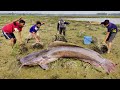 Unique & Best Fishing ➡️Search & Catching Big Catfish💖Big Catfish Catching Dry Season🖤Hand Fishing