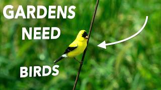 More Birds for the Gardens Plz