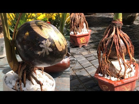 , title : 'Cách trồng quả dừa làm cảnh | bonsai dừa'