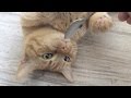 The Spoonified Kitten 2