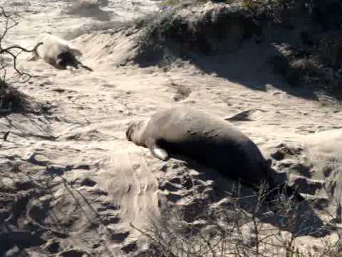 elephant seal chase ana nuevo