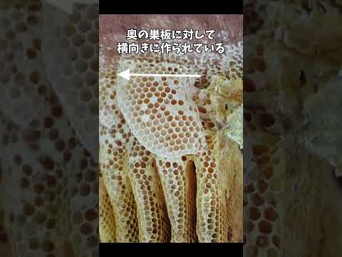野生のミツバチに適した営巣補助具 自然と動物