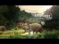 Elephants Of Asia At The L A Zoo