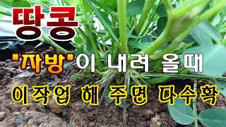 [텃밭농부. 1,137]  땅콩.  자방이 내려 올 때 이작업 해 주면 다수확 #땅콩재배