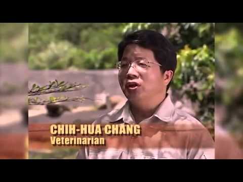 Crazy Man Jumps into Lion Enclosure at the Taipei ZOO in Taiwan and Gets Attacked