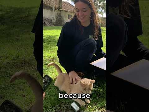 Domestic Cat Care Protects Wildcats