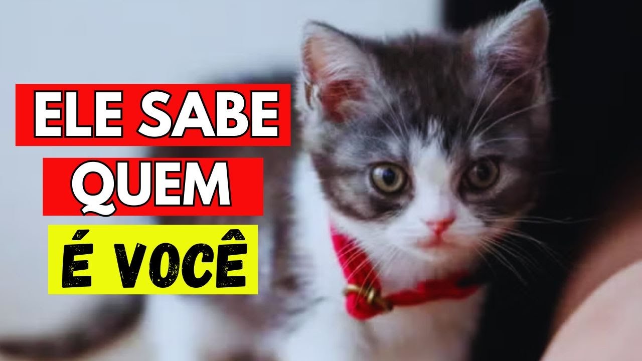 Como os gatos conseguem reconhecer aqueles que eles amam?