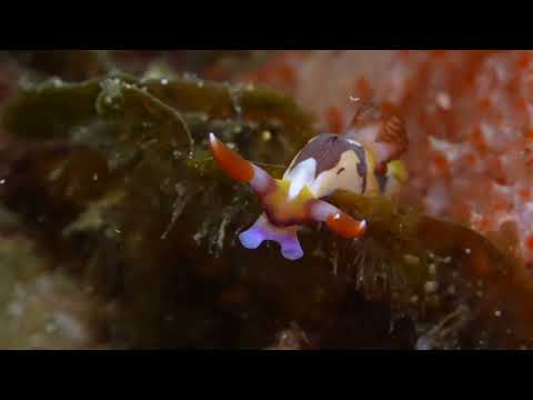 25 Nudibranch D - scuba diving video