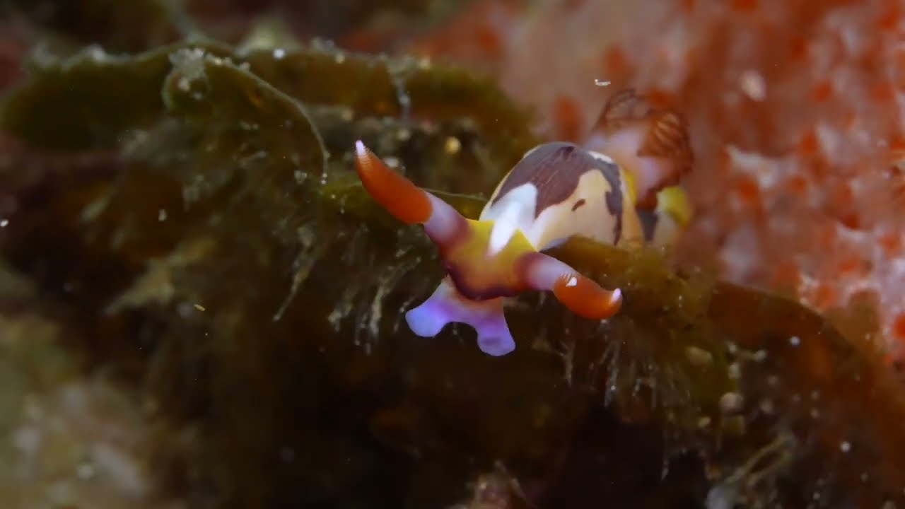 Fourth of 6 Tropical Pacific Nudibranch videos, genus and species.