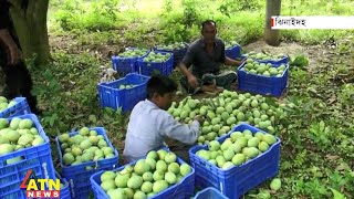 ইউরোপের বিভিন্ন দেশে নিরাপদ আম রপ্তানীতে যুক্ত হলো ঝিনাইদহের কোটচাঁদপুর উপজেলা।